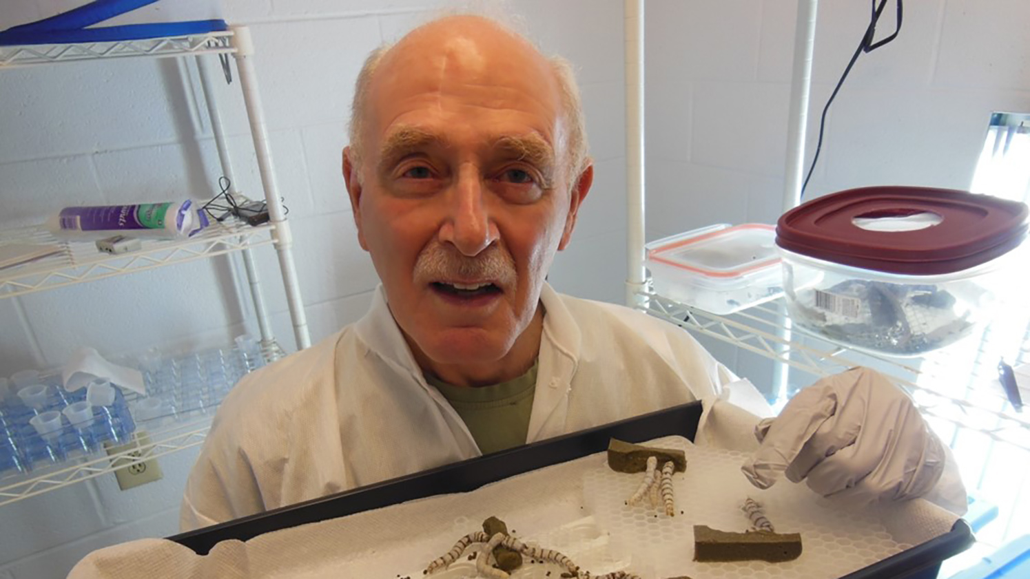 图为艾伦·科恩在他的实验室里拿着一盘蚕。