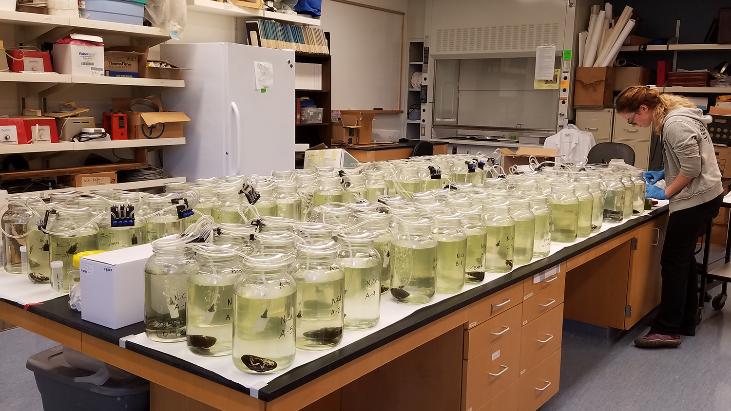 实验室中淡水贻贝的照片。