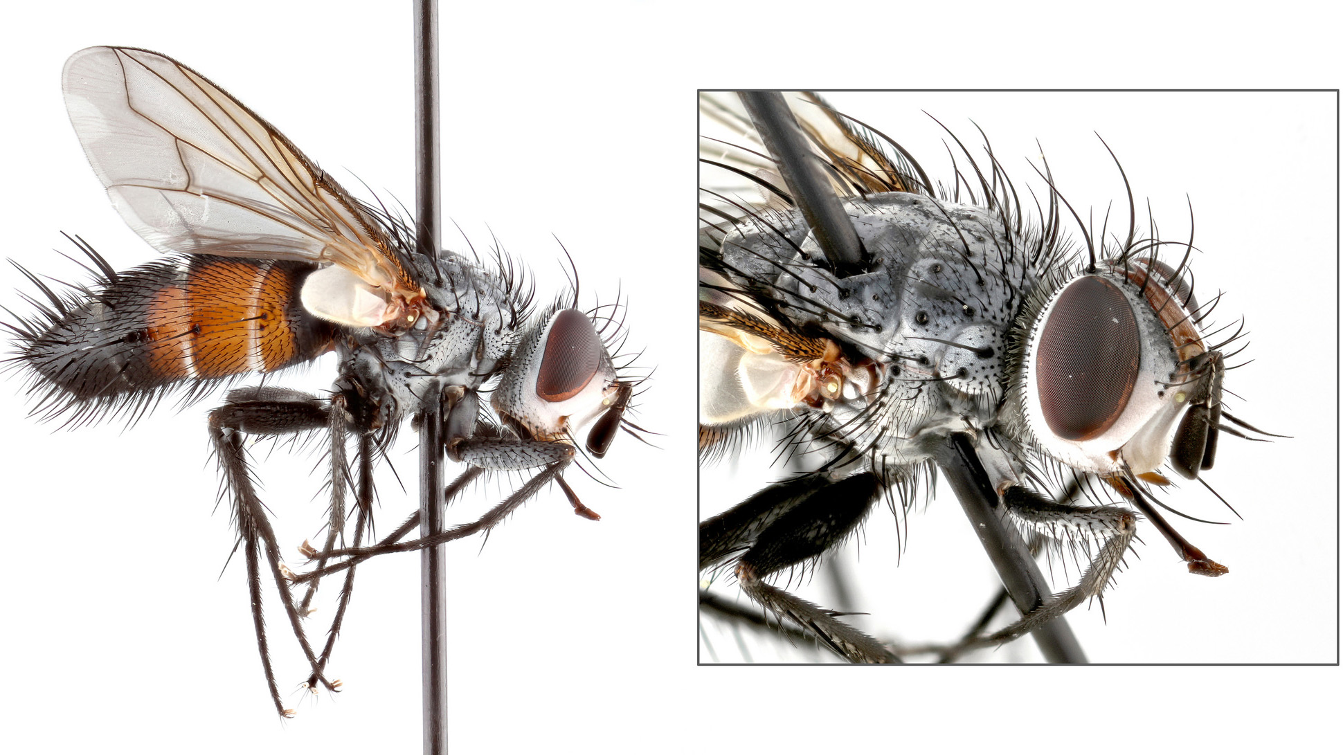 苍蝇的特写镜头照片