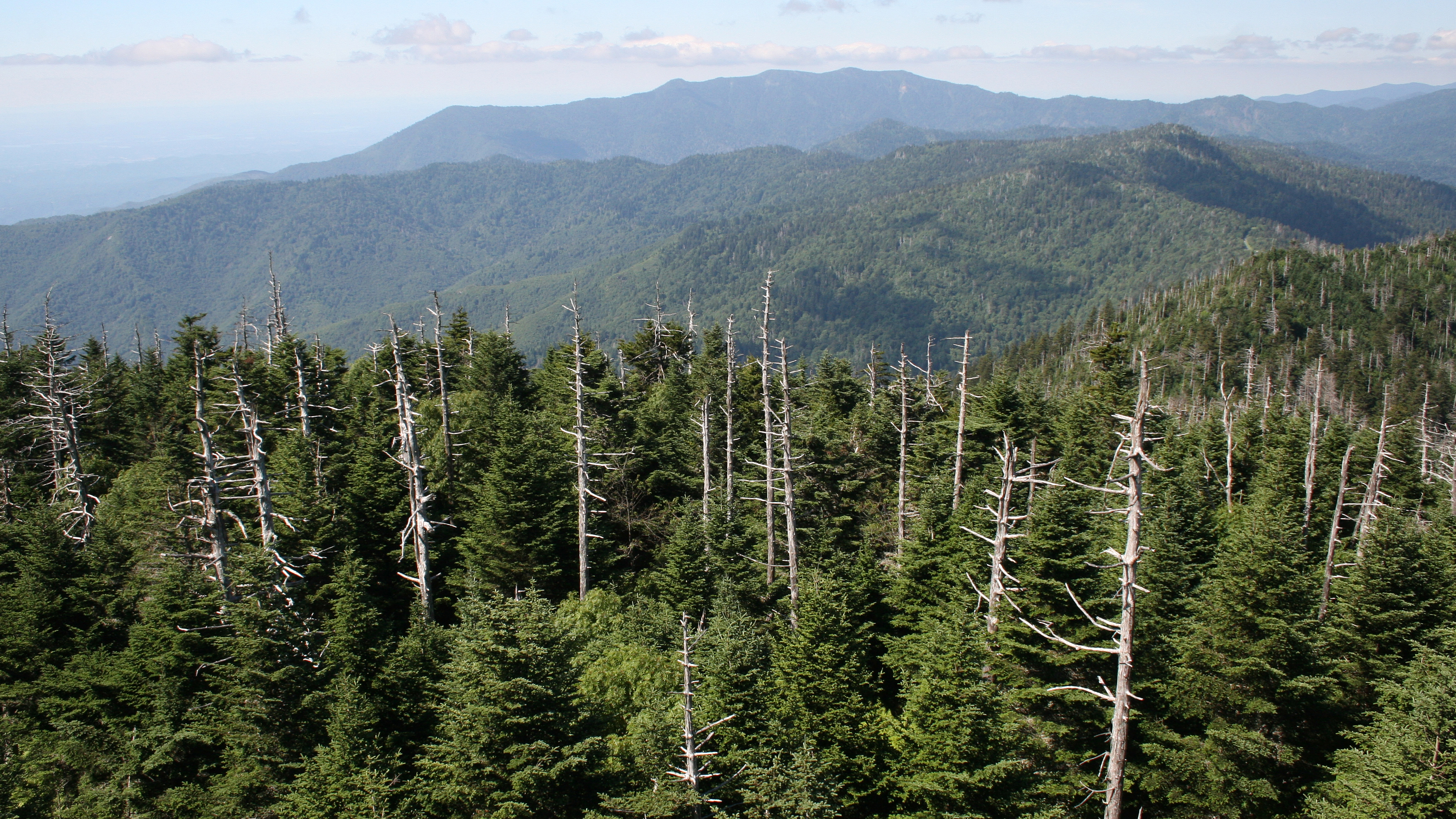 骨架化的弗雷泽杉树在森林里在克林曼斯圆顶山顶的森林里在大烟山山国家公园。