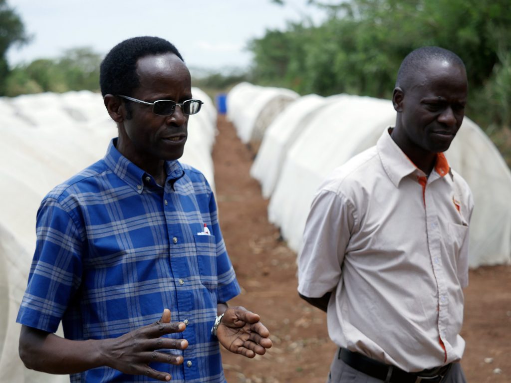 在乌干达的一只红薯研究场的前景的两个人。