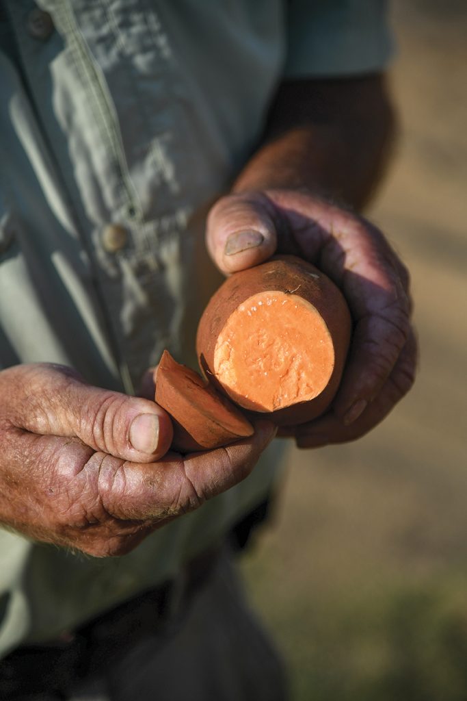 北卡罗莱纳的一位农民展示一种切片红薯品种。