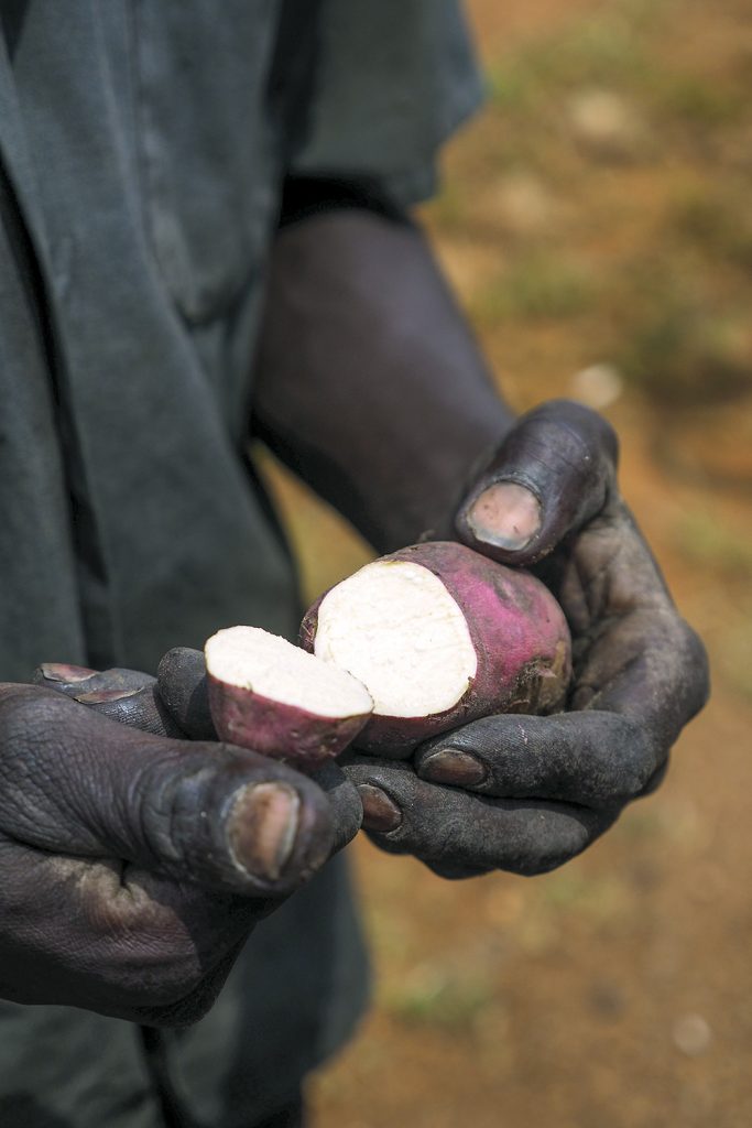 乌干达的一位农民展示了一个切片的红薯品种。