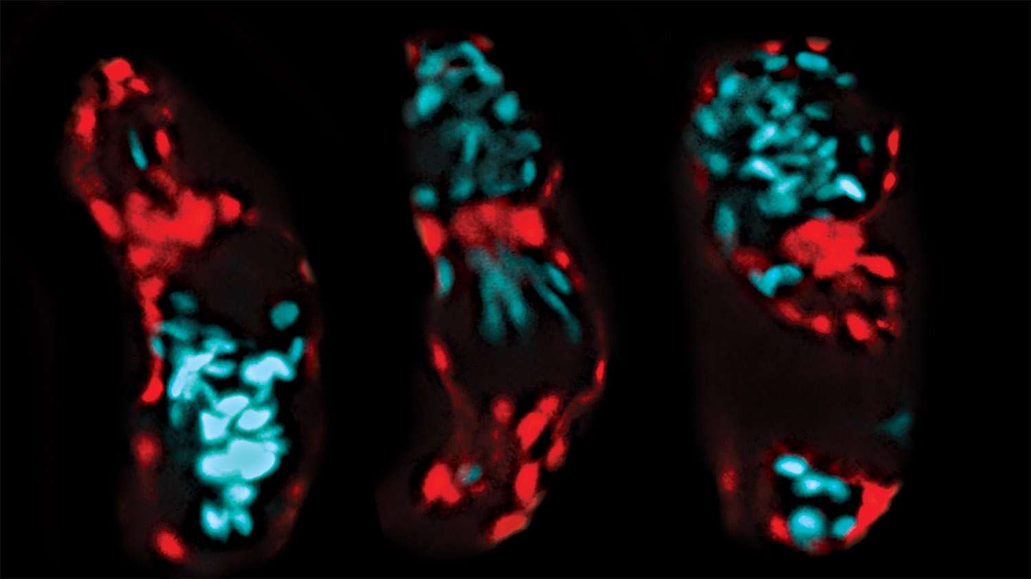 屏幕捕获的心跳