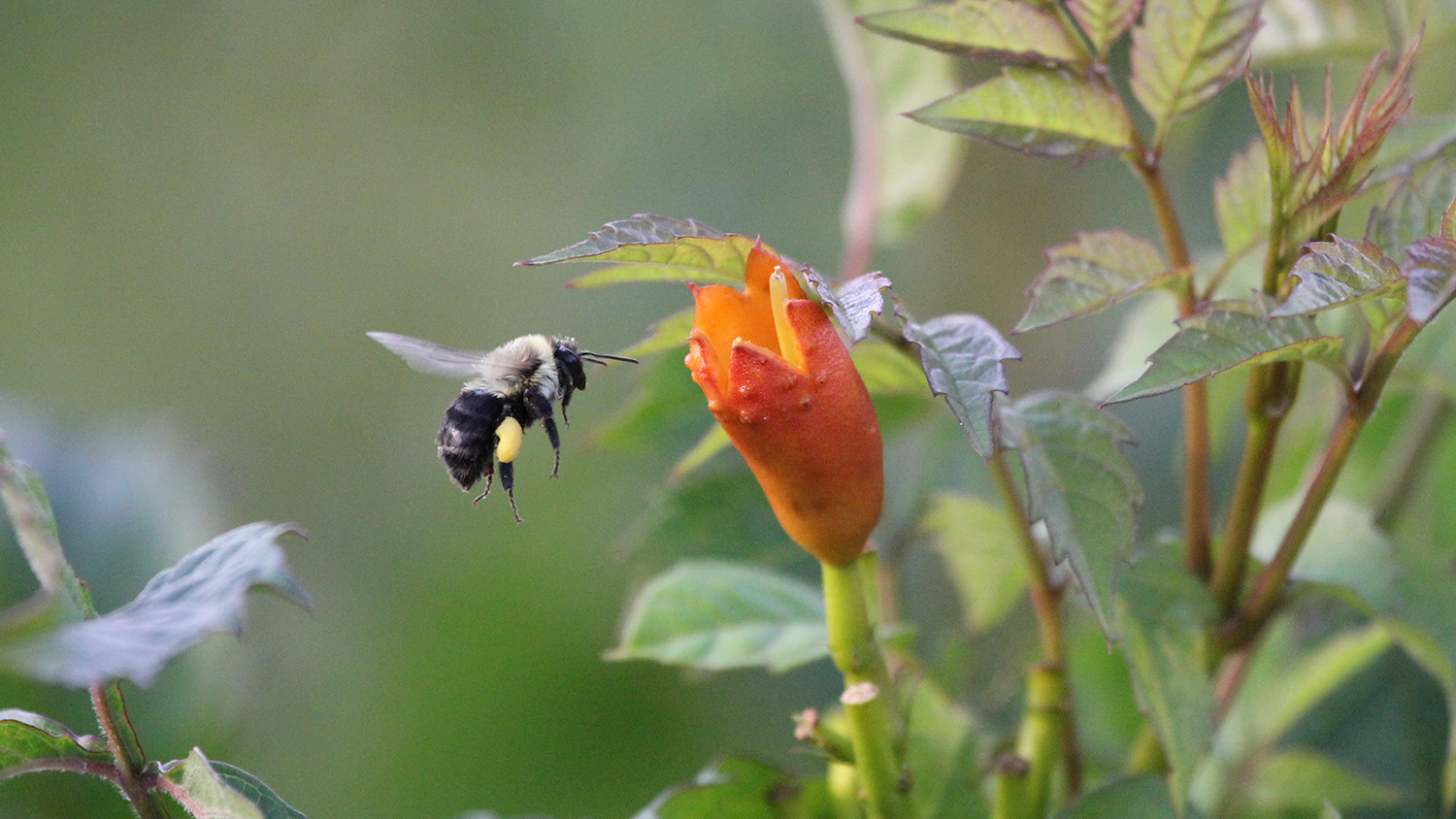 大黄蜂在花附近徘徊