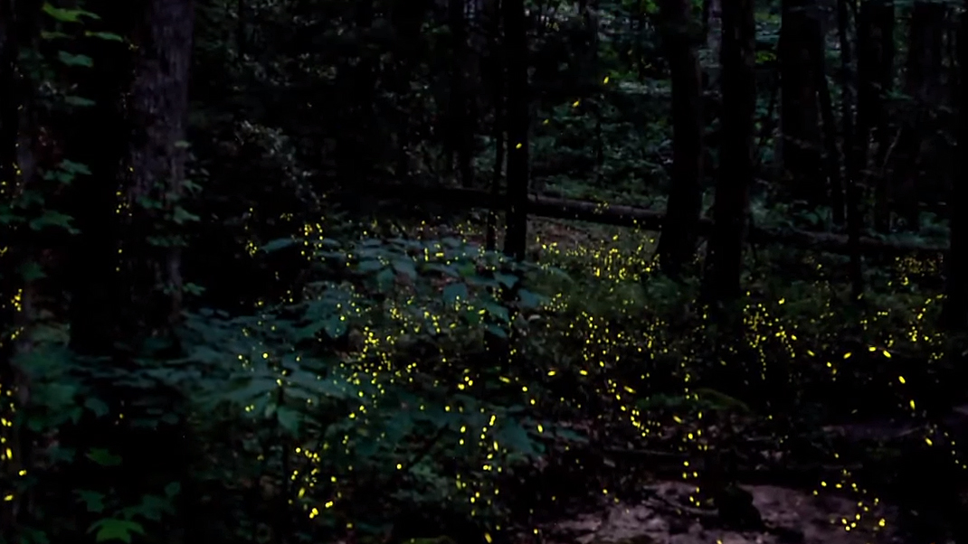 萤火虫在黑暗的森林里