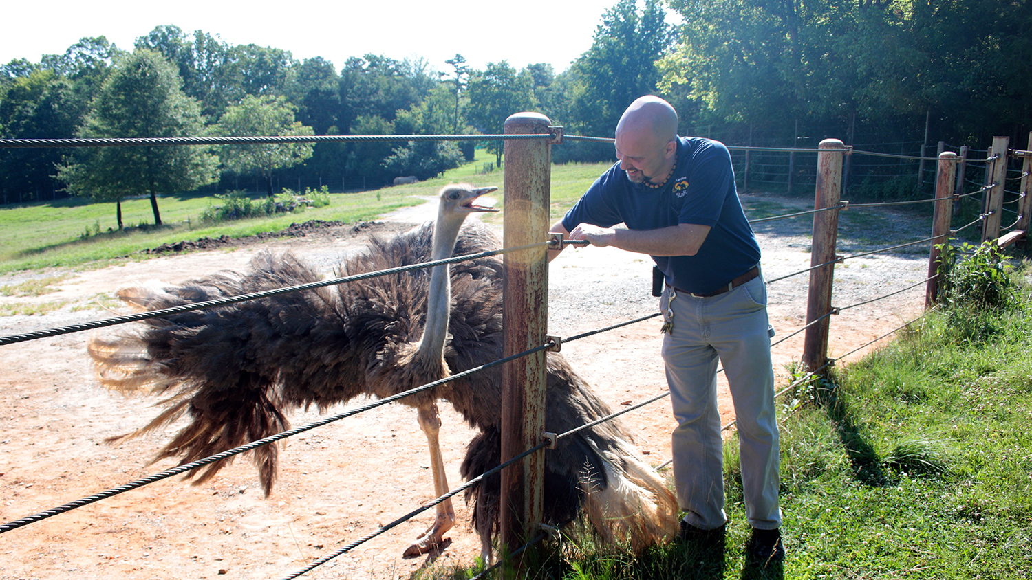 一个人在篱笆背后拍拍鸵鸟