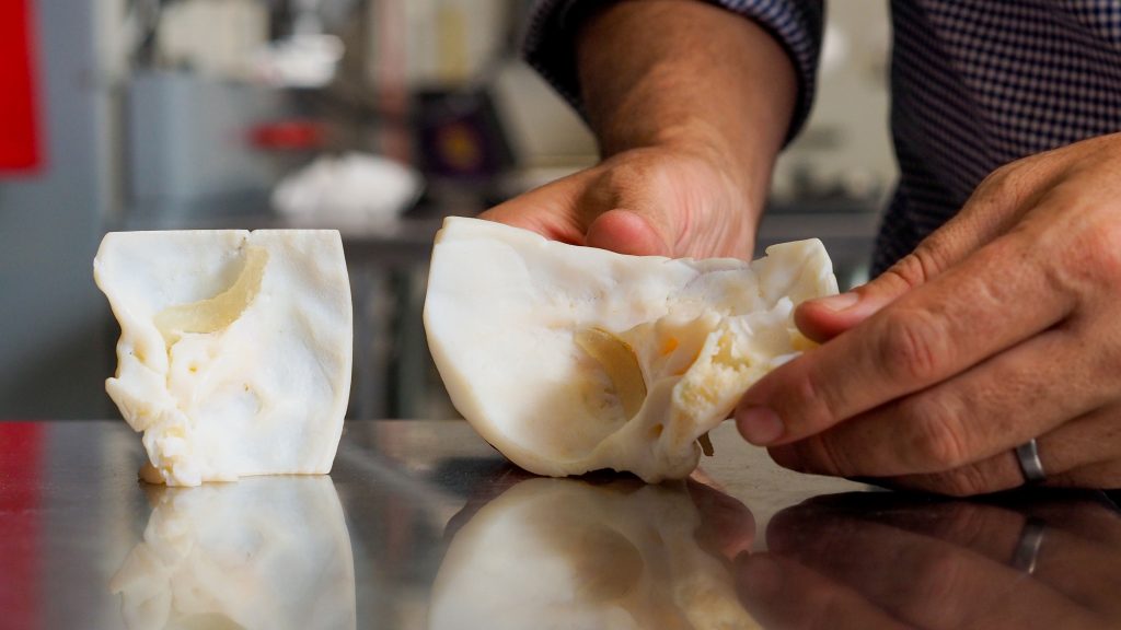 两种白色，3D印刷模型的人耳膜，一个婴儿大小和一个成人大小。