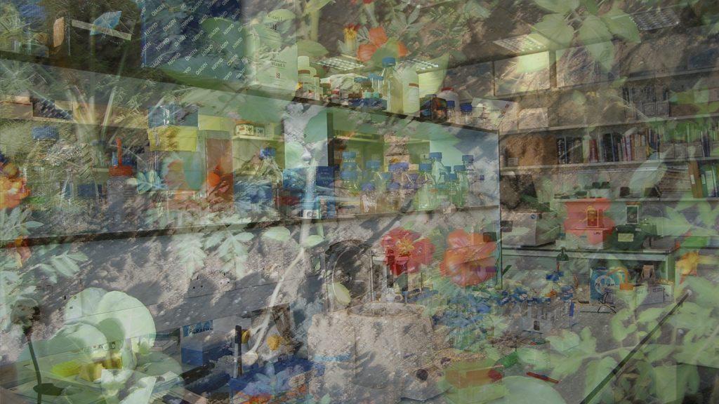 一个实验室的图象有植物寿命的覆盖物。