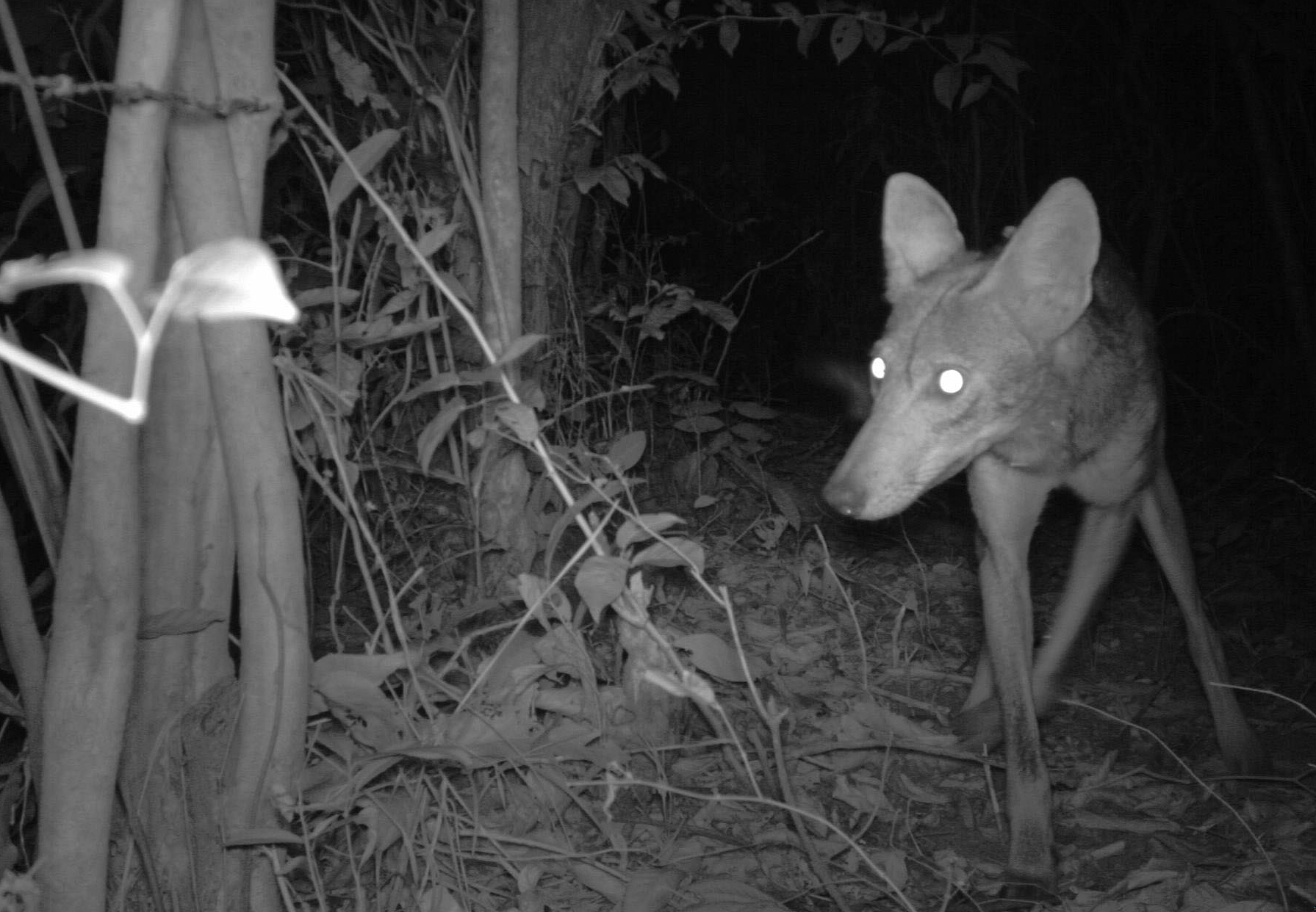 一个土狼的相机陷井照片在东巴拿马