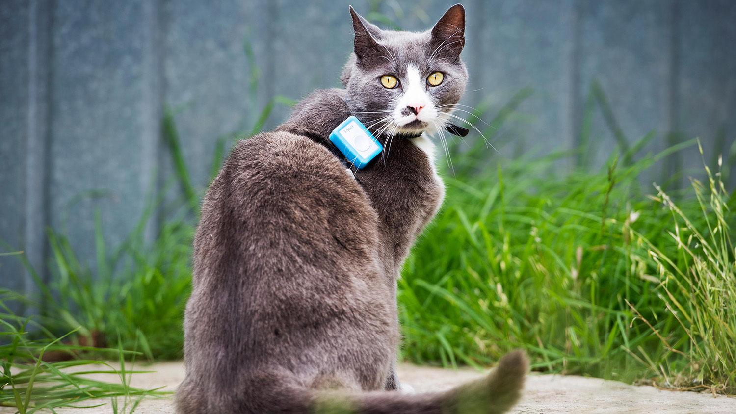 领子上有GPS跟踪装置的猫。