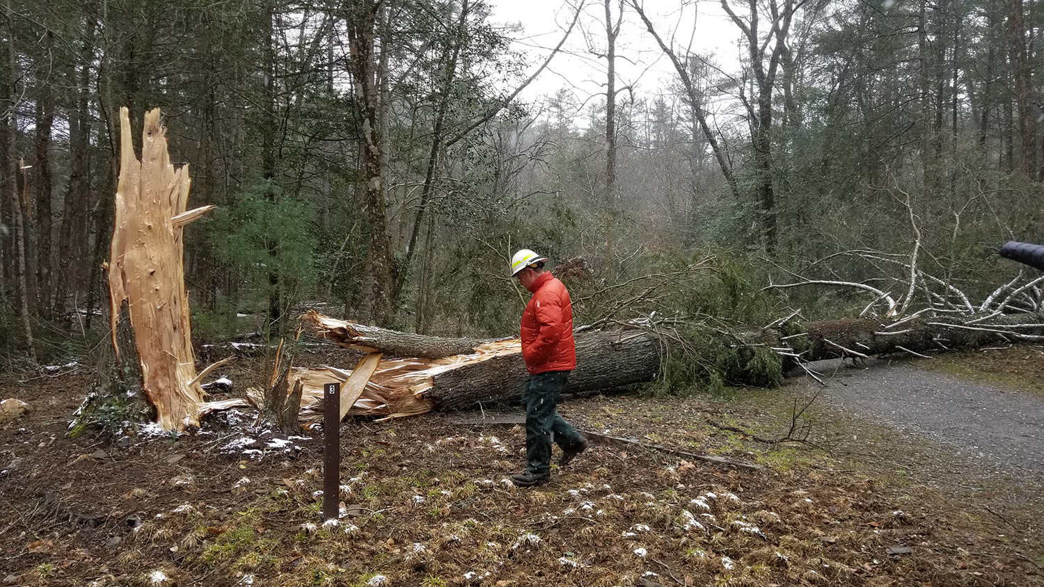 一个人走在挡住路的树上