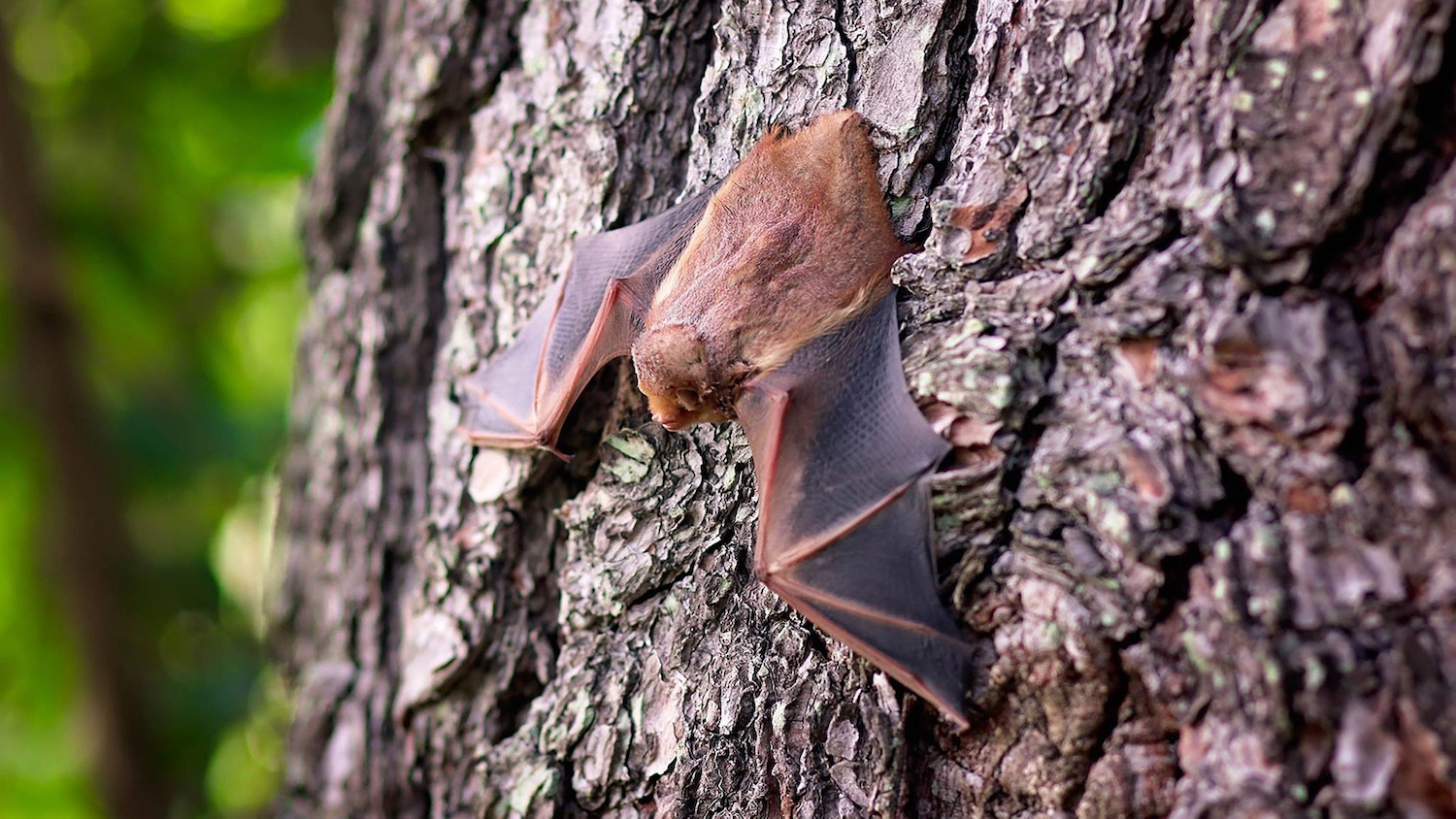 挂在树上的蝙蝠