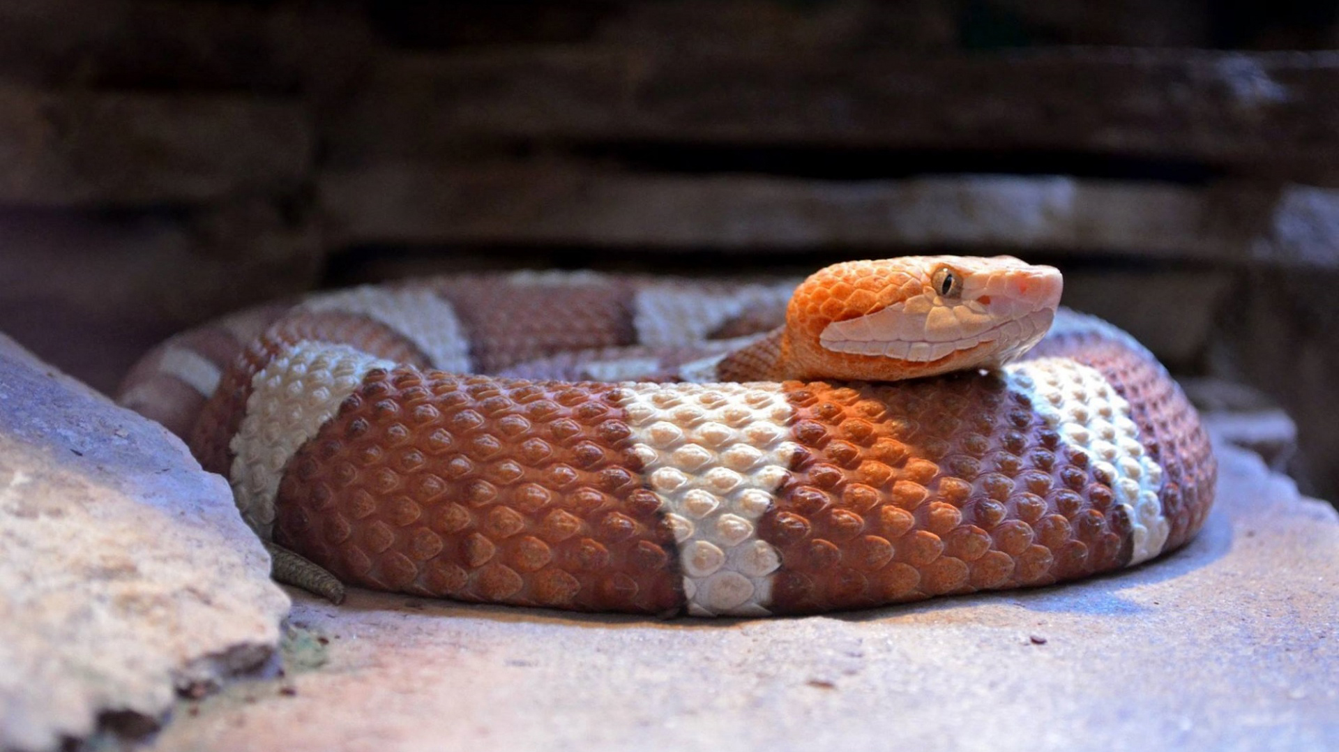 Copperhead Snake.