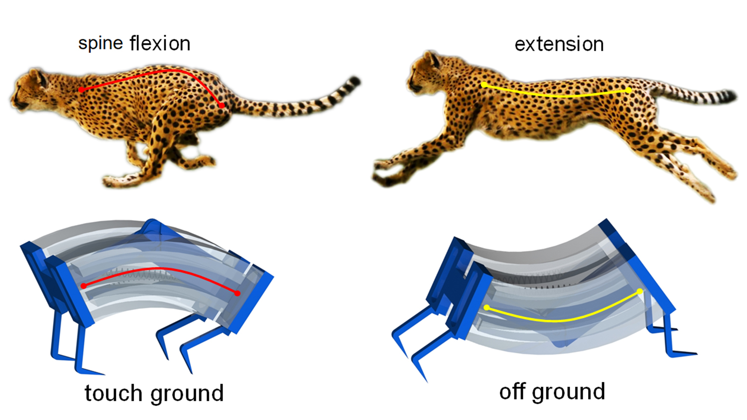 图显示了软机器人的设计是如何受到猎豹的启发的