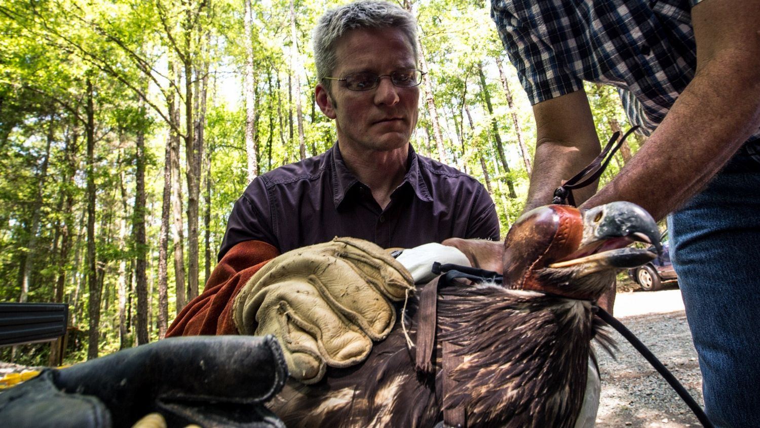 罗兰·凯斯和鹰的自由。