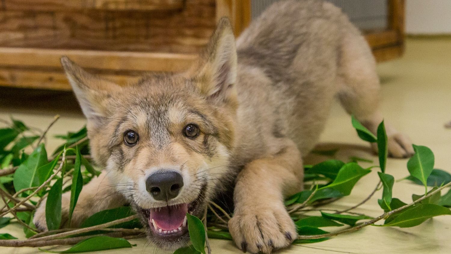 阴影，在圣地亚哥动物园的一只狼，在2014年他是一只小狗。