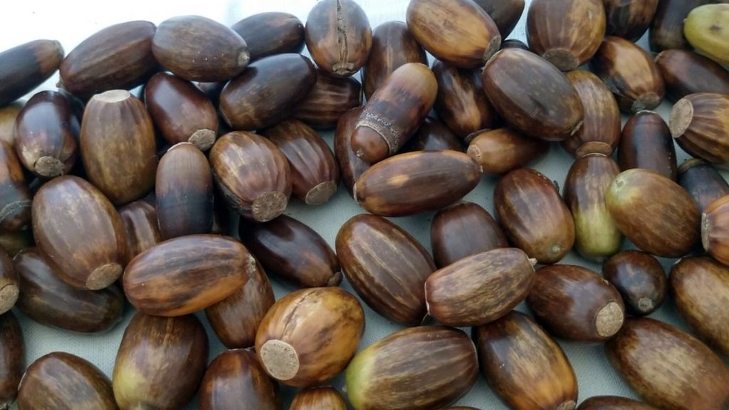 橡子从法国运。