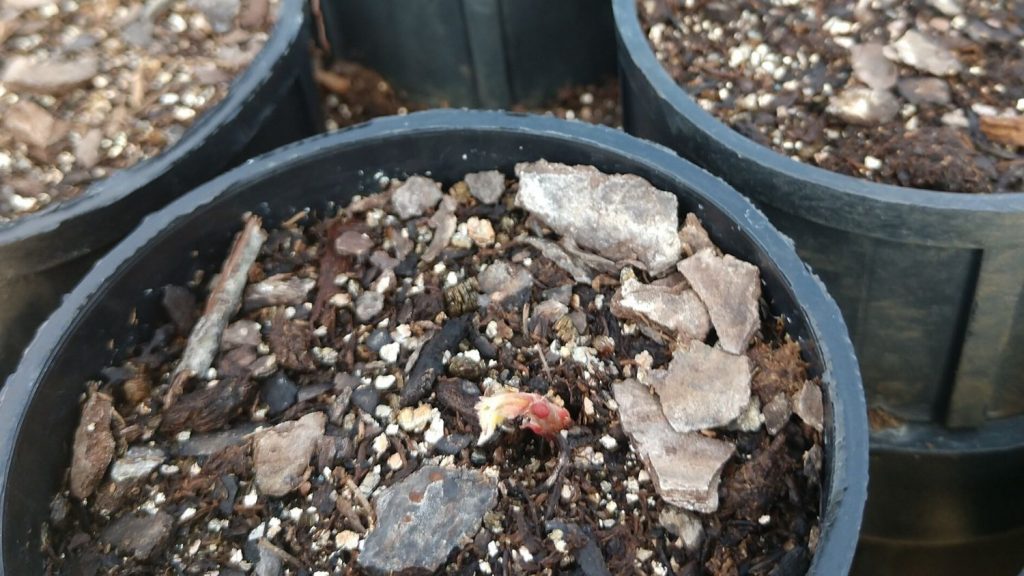 橡树显现出生命的迹象。