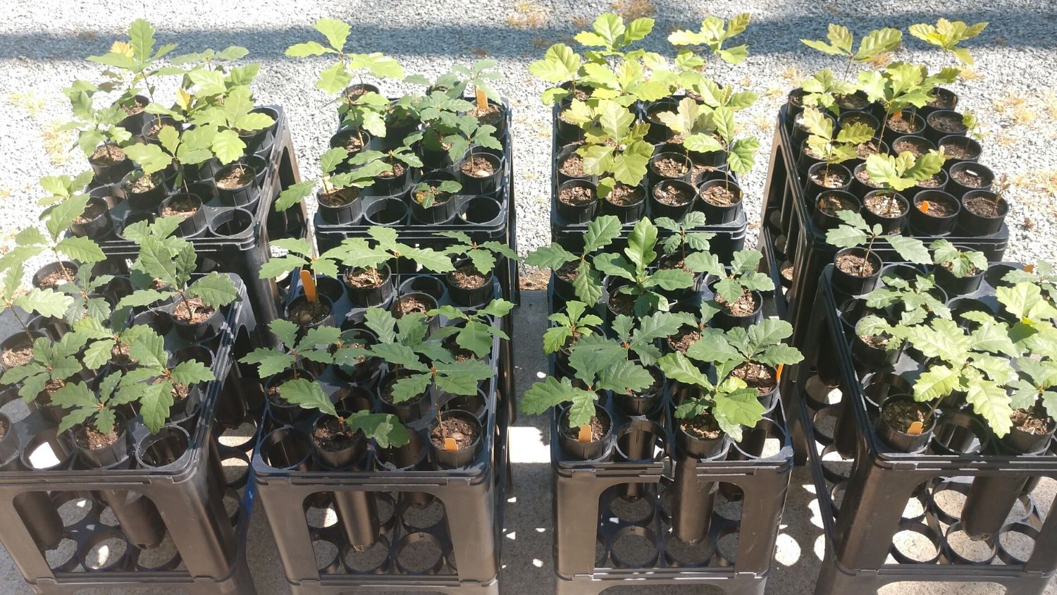 生长在nc状态的年轻橡树。