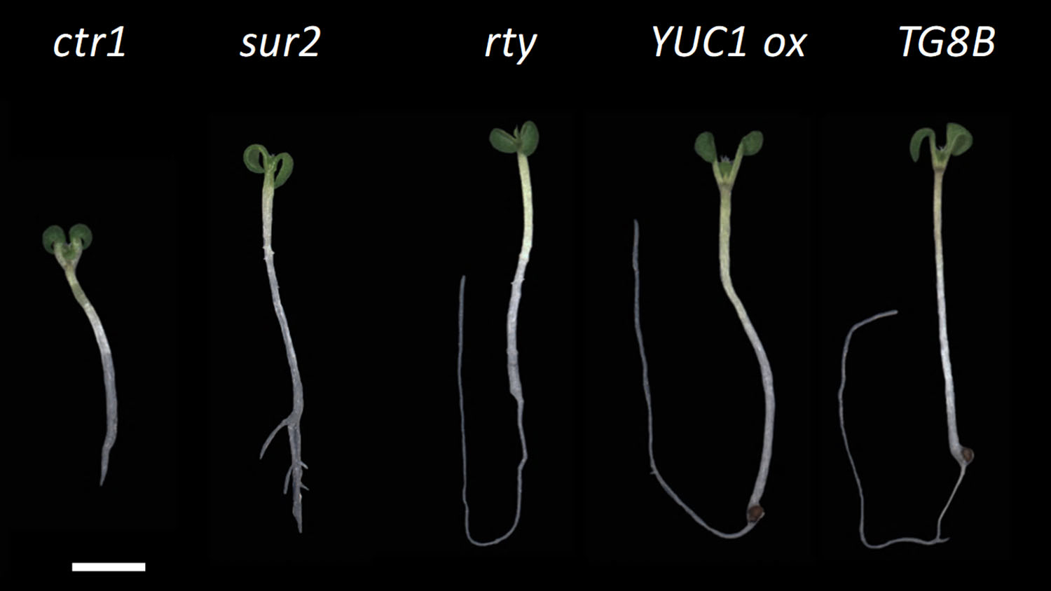 幼苗与参与制造植物生长激素的基因突变有卷曲子叶，植物芽的前两个“叶子”或短根。（黑色标记的幼苗）