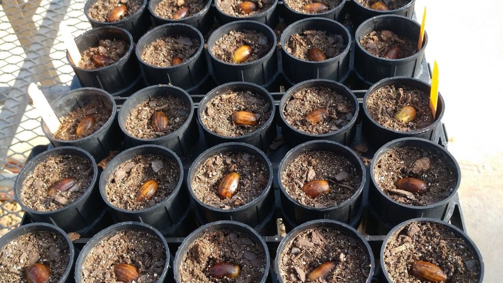 橡子种植在北卡罗来纳州立大学。