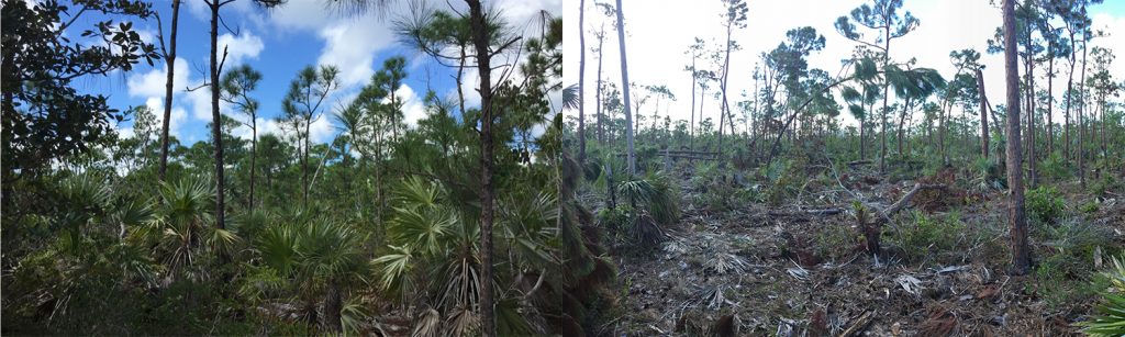 两张照片。左边的照片是一片茂密的森林。右边的照片显示了被破坏的灌木丛生长。