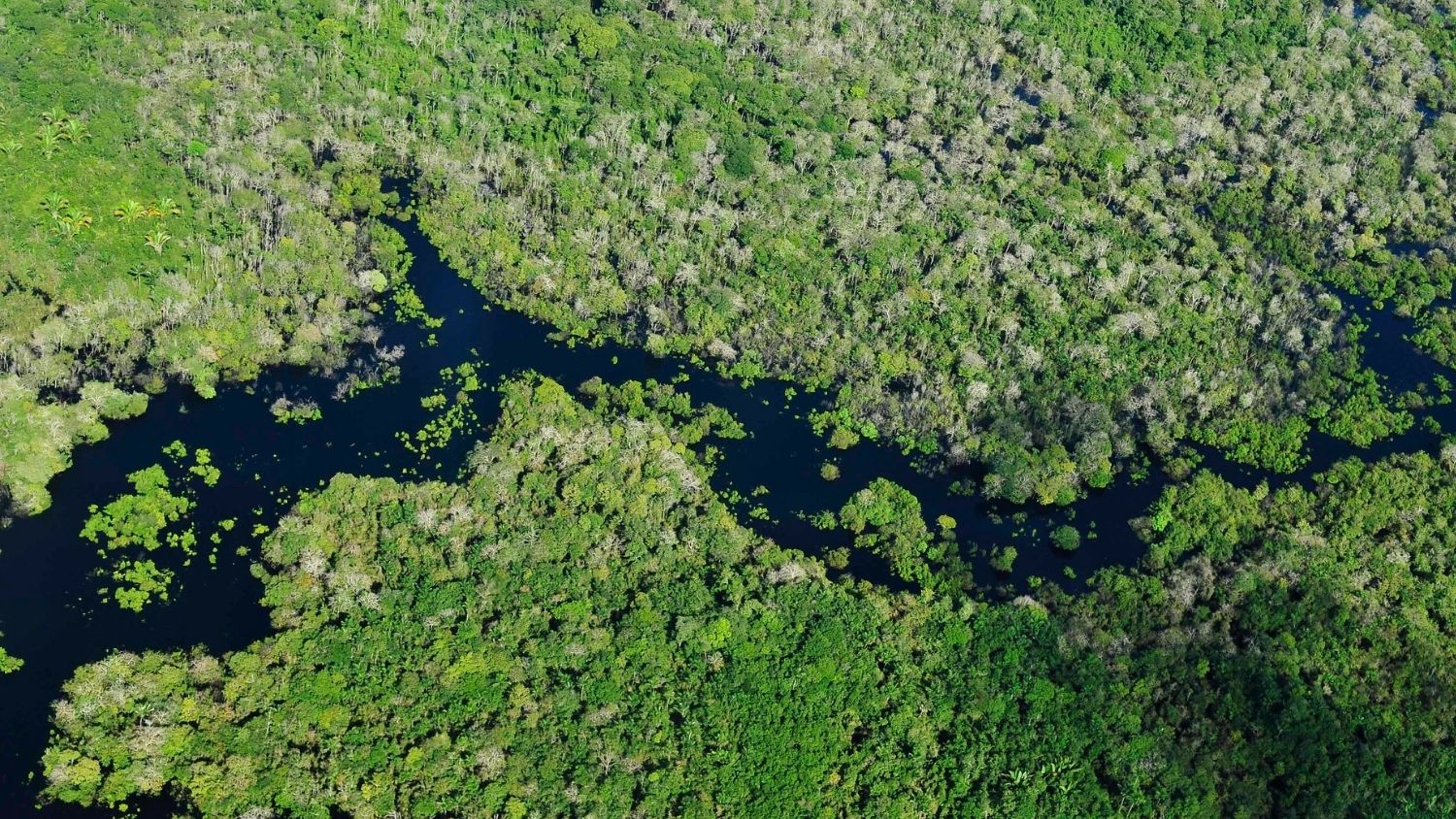 亚马逊雨林鸟瞰图。