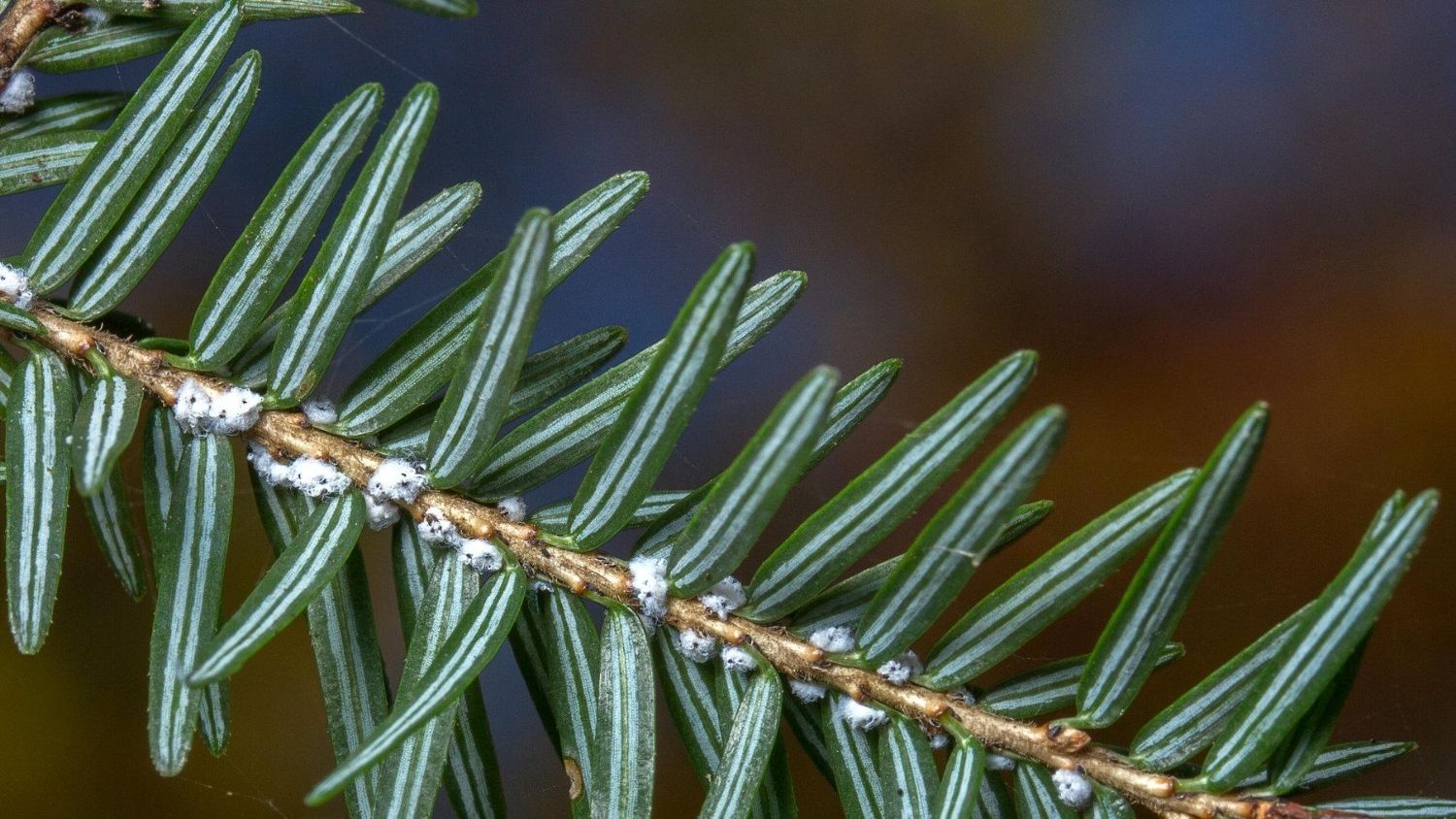 铁杉，一种吸吮汁液的昆虫。