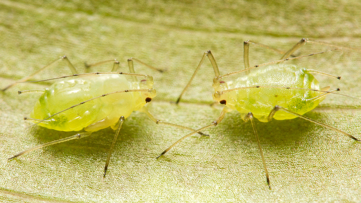 彼此面对的两个蚜虫。
