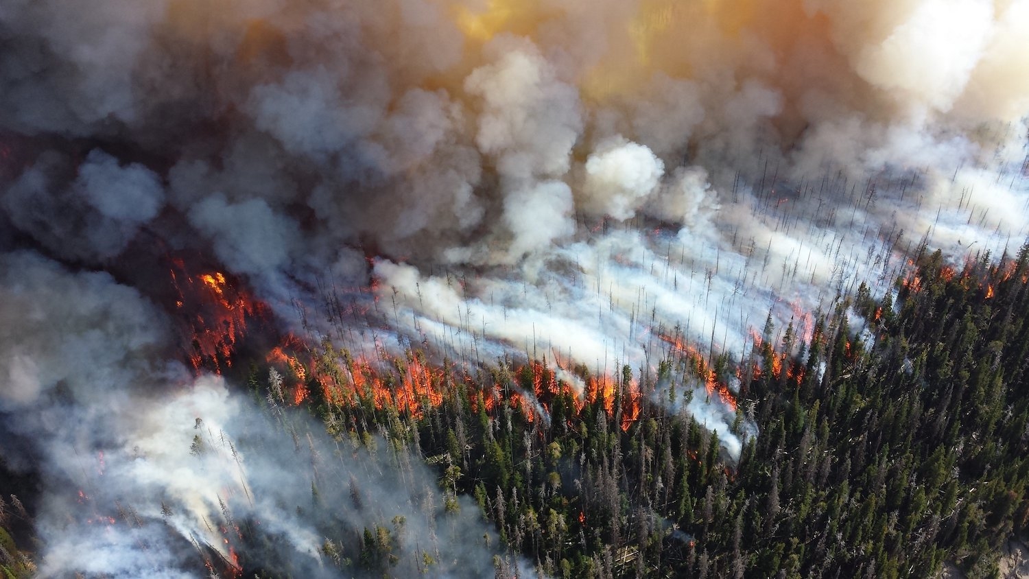 一幅野火燃烧树木的图像。