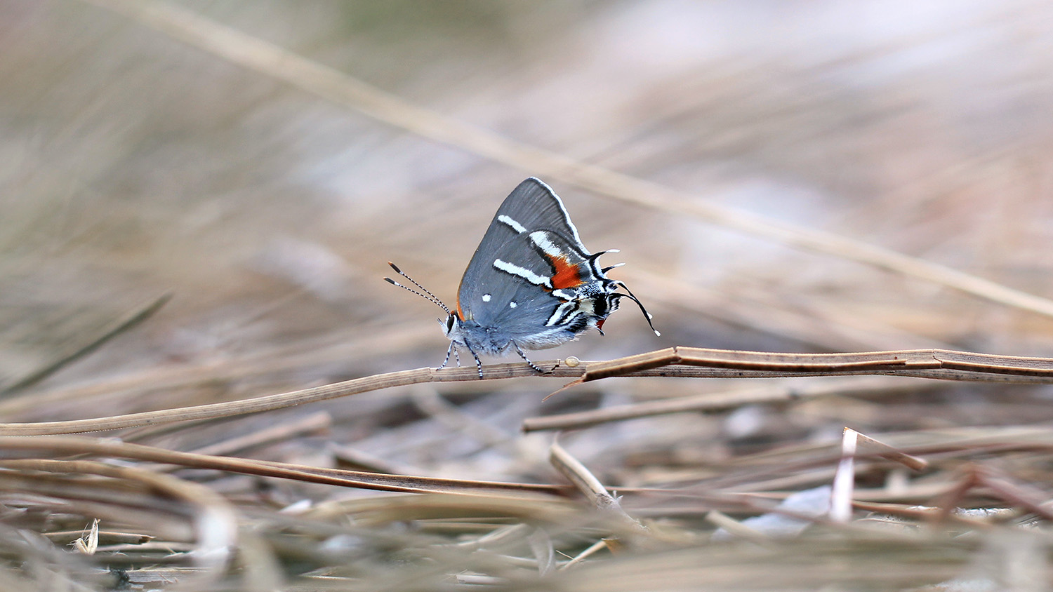 一只巴特拉姆的磨砂 - 海斯特雷克蝴蝶随着树枝而入住。