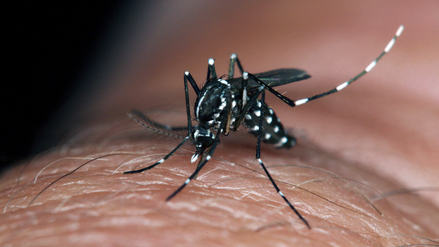一只虎蚊子在人体皮肤上。照片信用：武装部队害虫管理委员会
