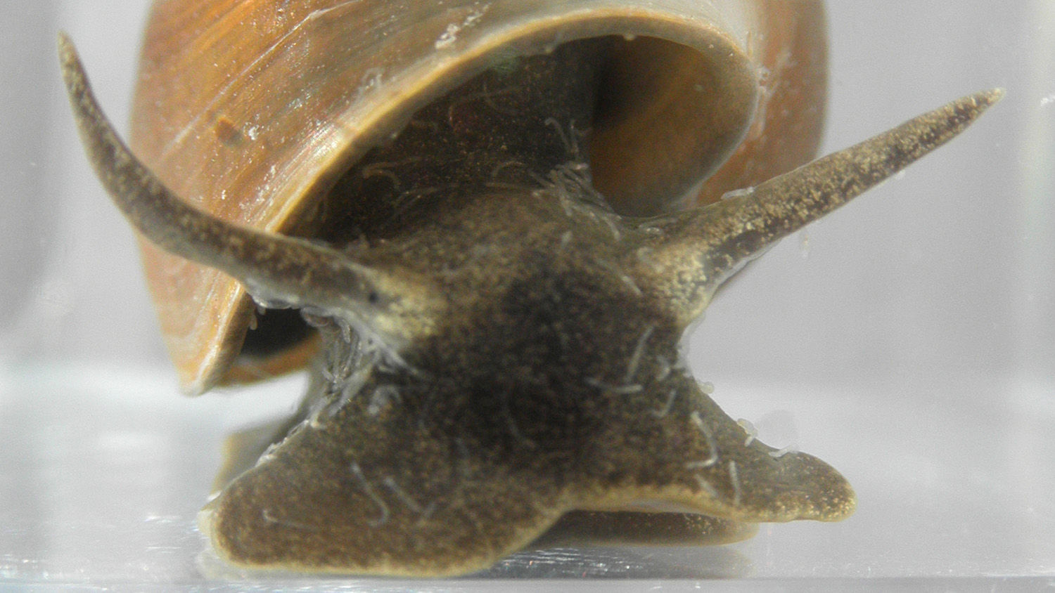 寄生在蜗牛上的蠕虫。