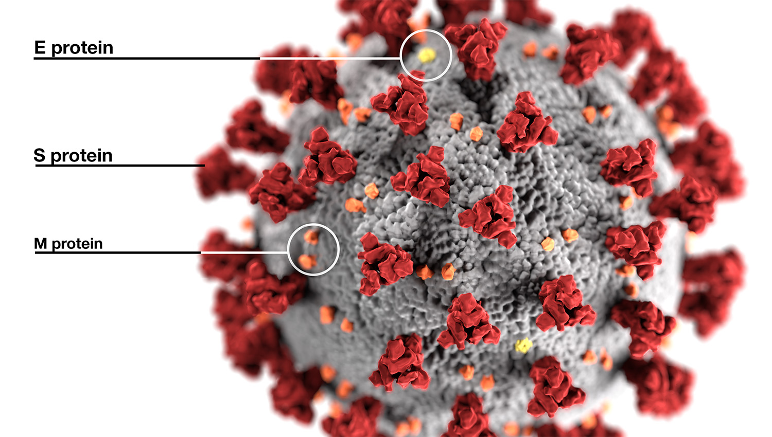 CDC的插图显示了冠状病毒表现出的超微结构形态。