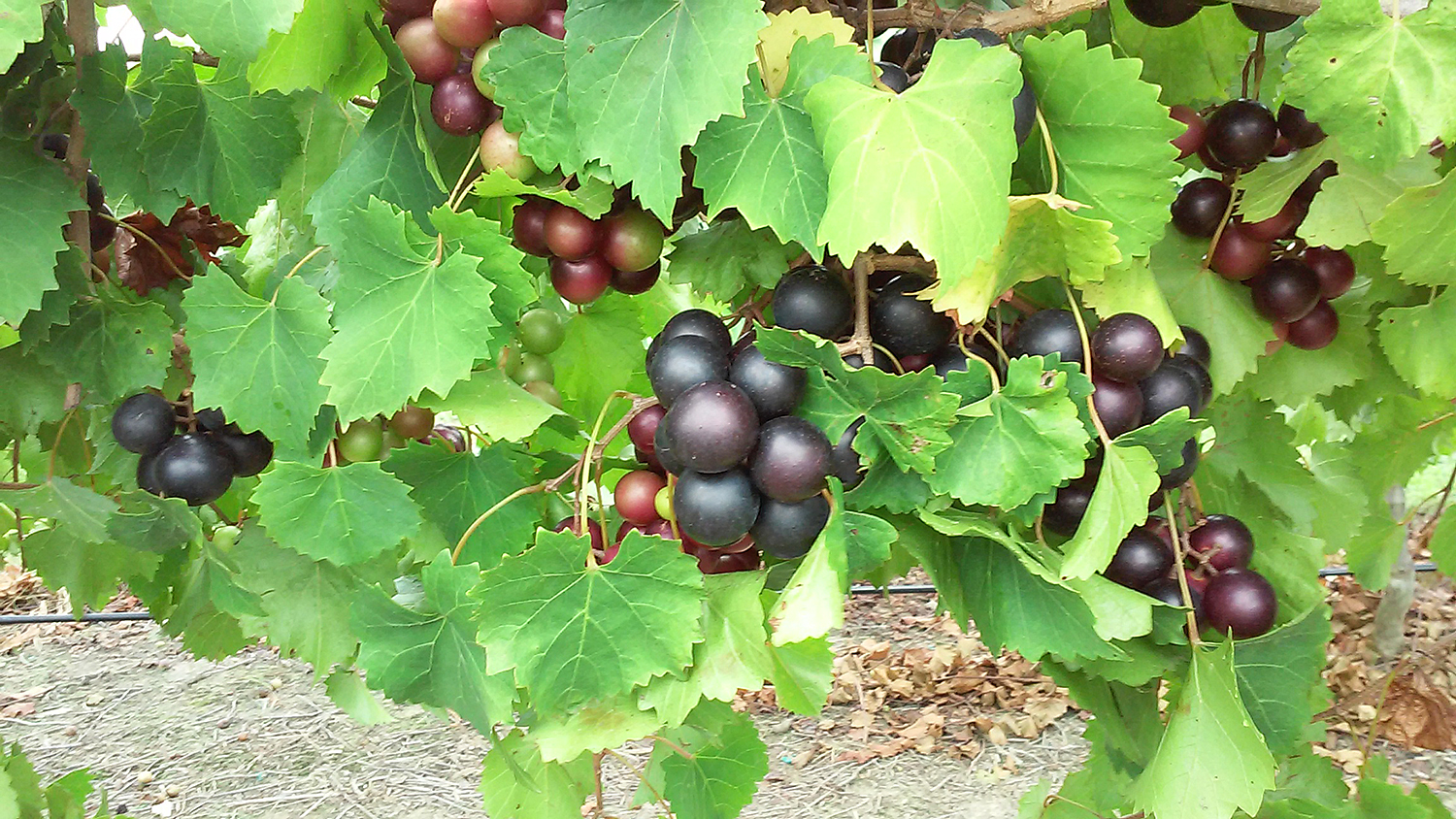 麝香葡萄葡萄照片在藤的。