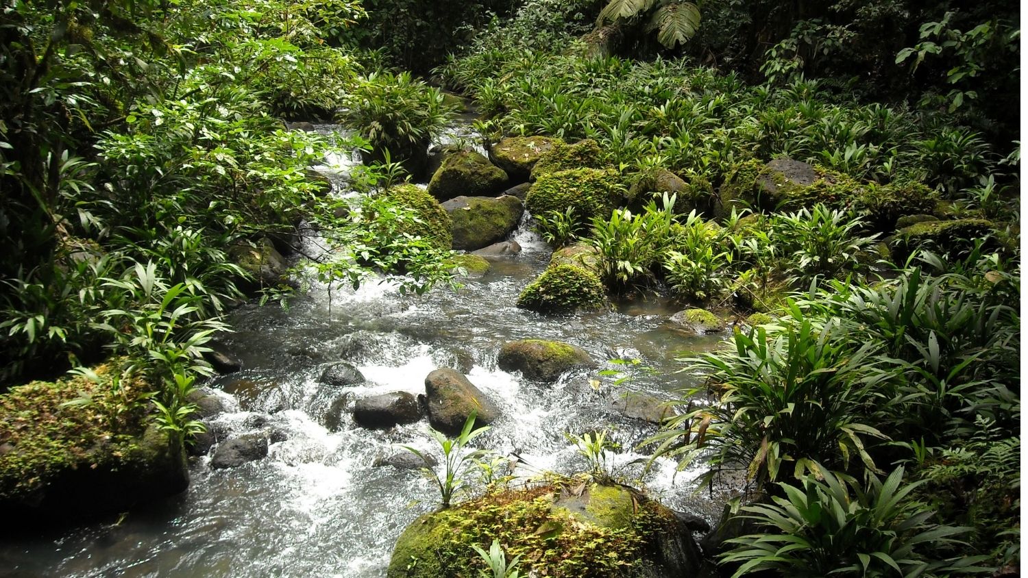 哥斯达黎加的小溪。