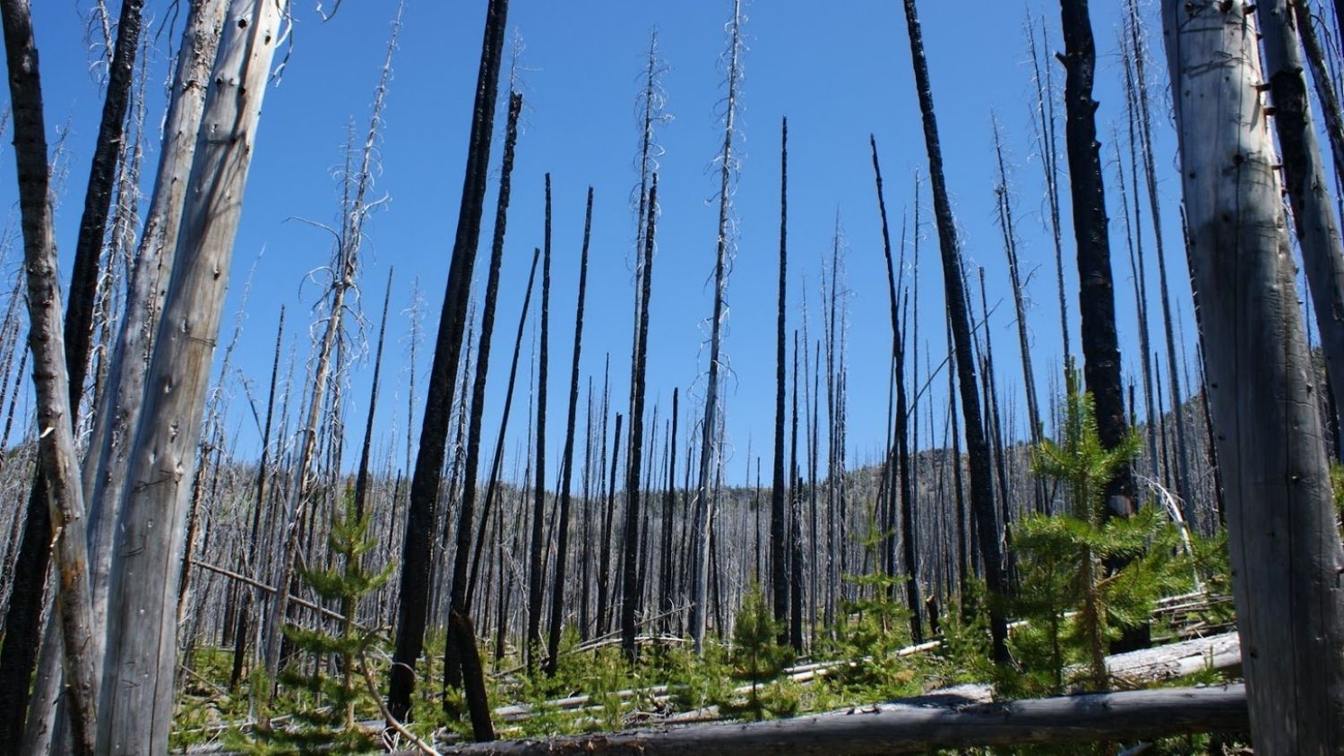 俄勒冈州的森林被火损坏了。