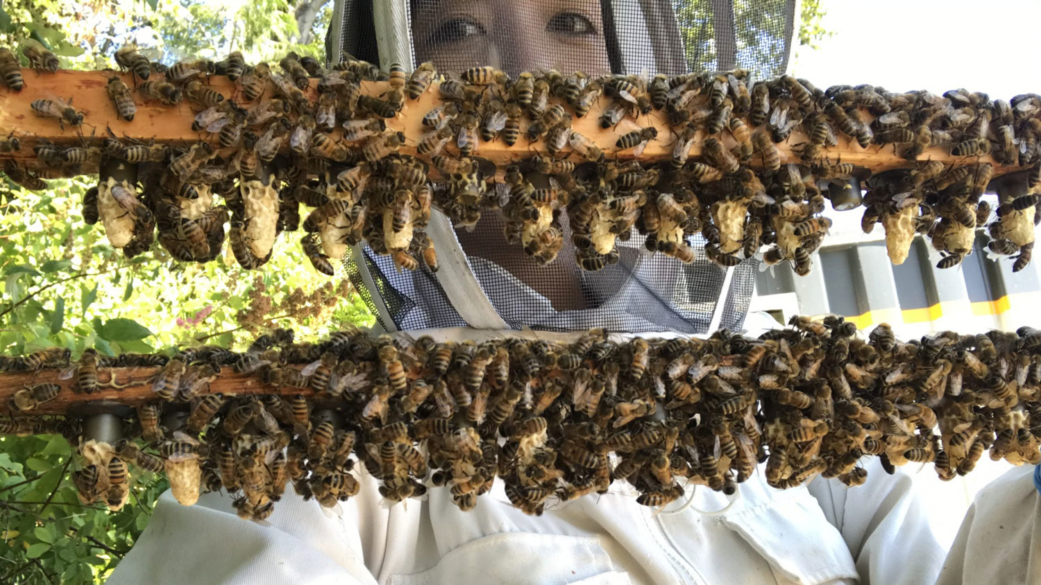 养蜂人举起覆盖着蜜蜂的木板