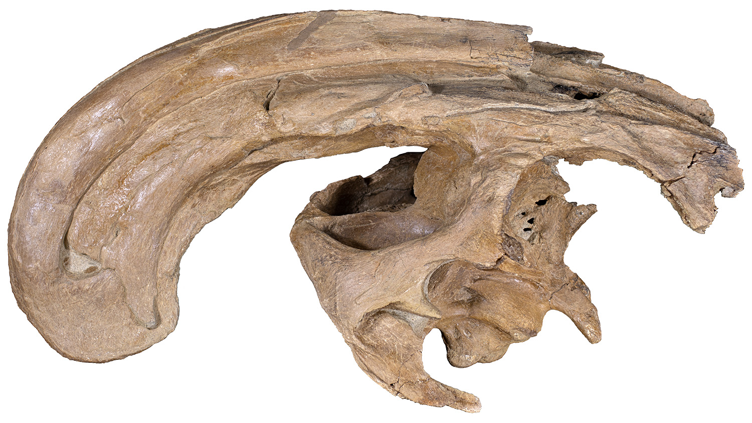 Parasaurolophus头骨