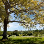 迪克斯公园的一片空地。