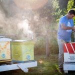 一个人在一群蜂箱中工作。