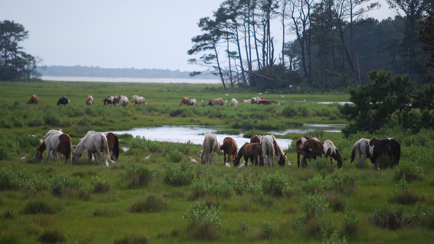 Chincoteague Ponies.