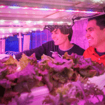 两名男子处理用粉红色光照亮的房间里的植物。