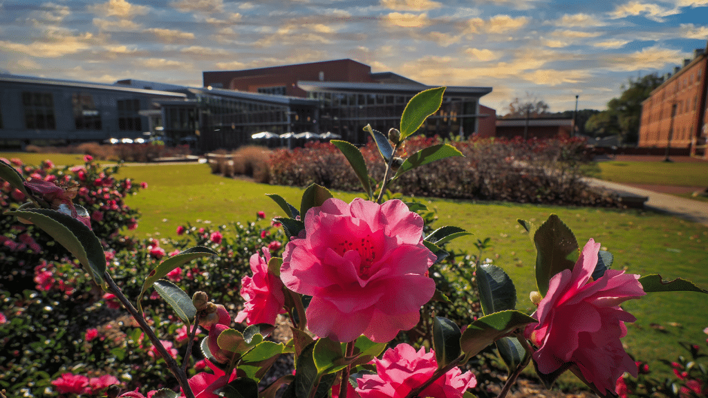 在斯塔福德公开的盛开的桃红色花。