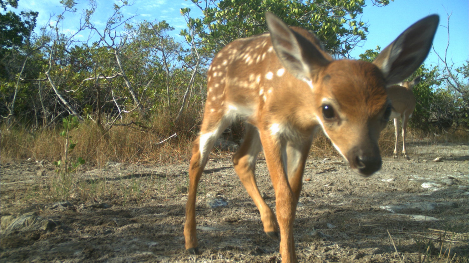 一张关键鹿照片在佛罗里达群体中接近相机陷阱。
