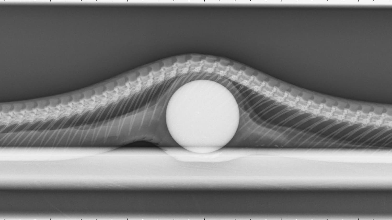 高尔夫球在蛇体内的x光照片