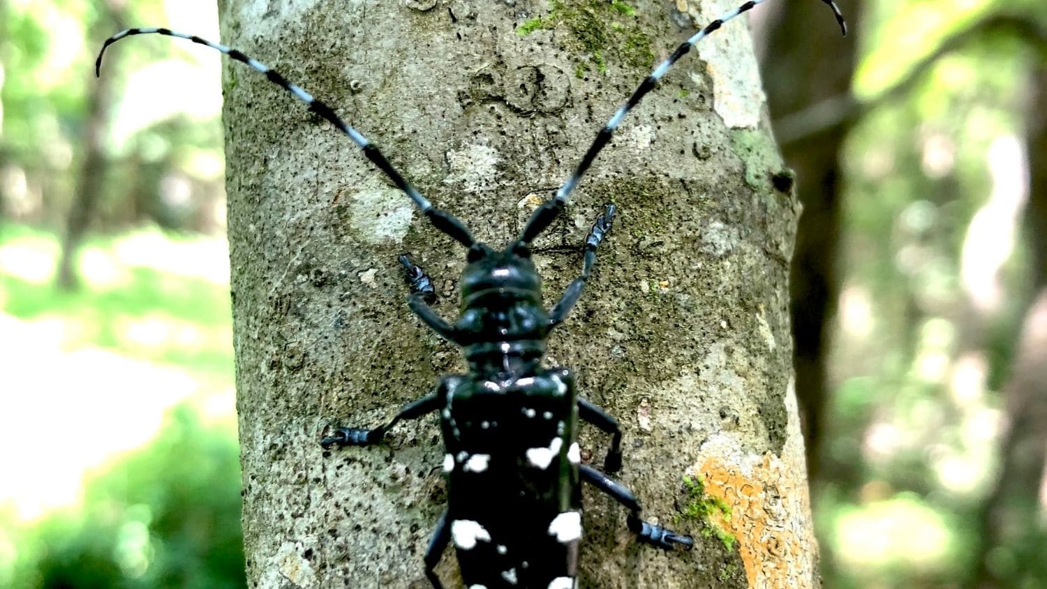 亚洲长角甲虫。