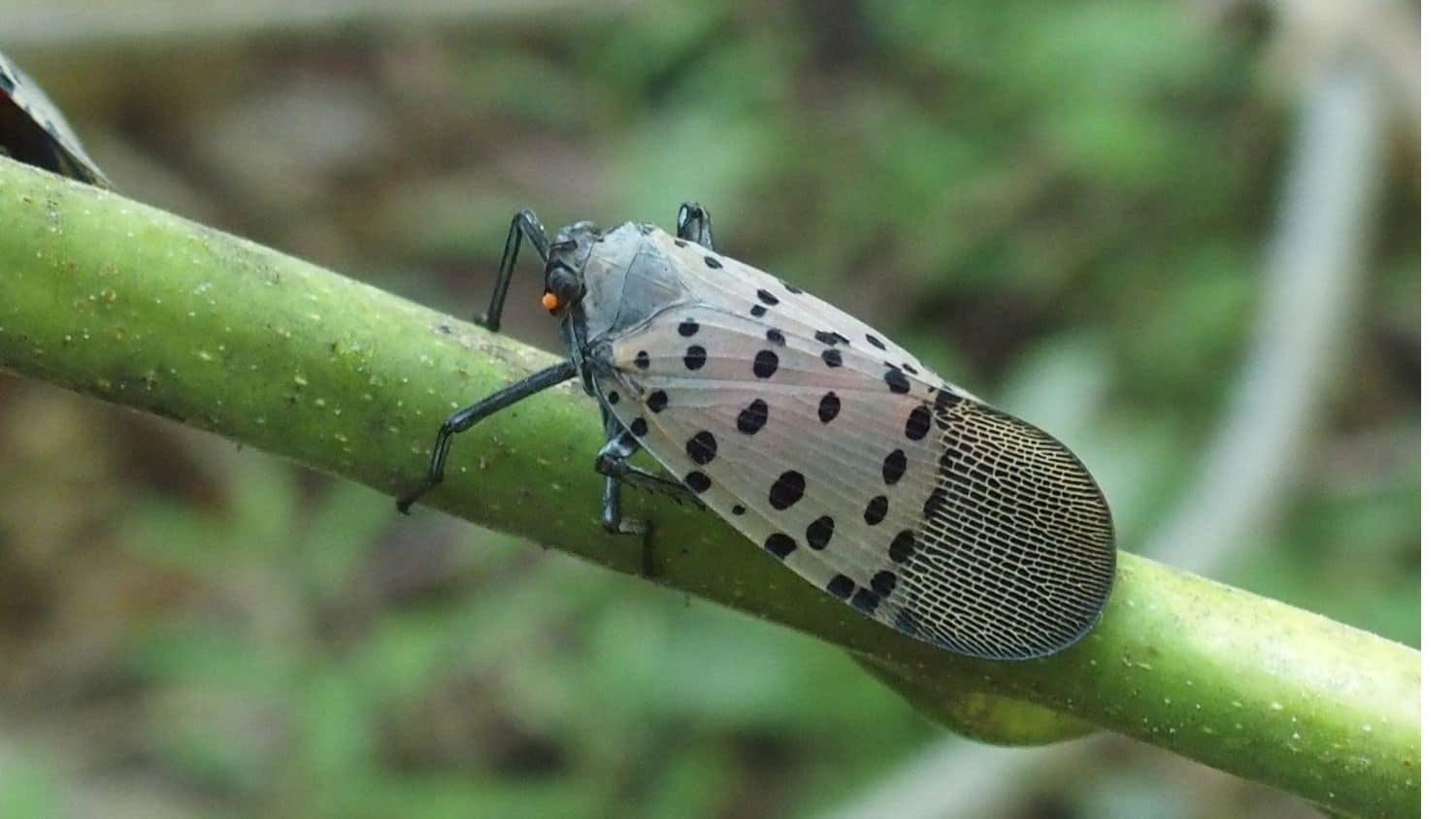 林业专家想让你注意 池边害虫 Nc国家新闻