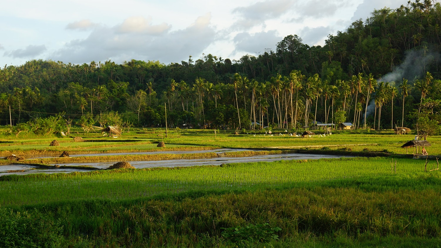 菲律宾的稻田。